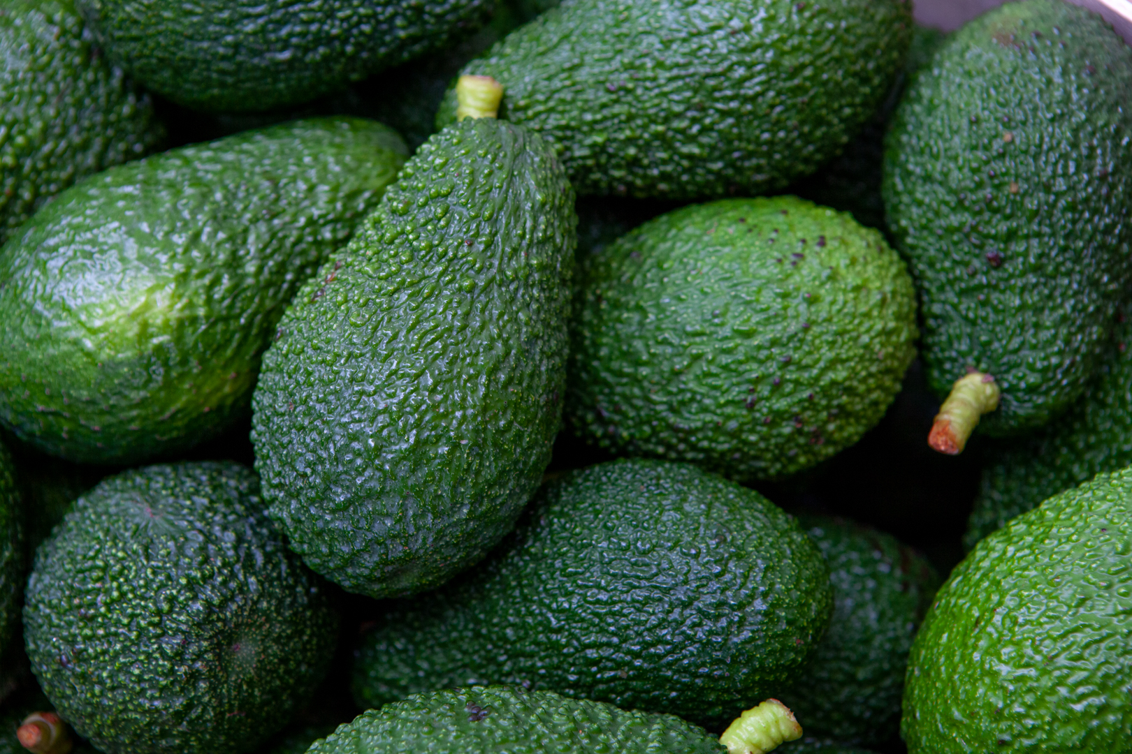 Avocados