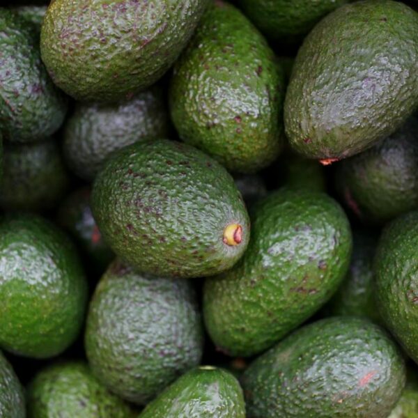avocados