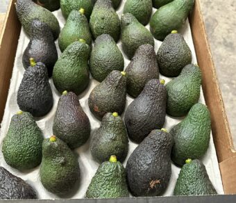 Avocado – Hass (±200 g each)