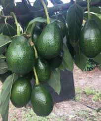 Bacon Avocado -Per Unit