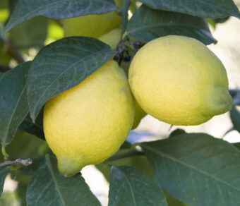 Mixed Fruit Pack 6- Oranges, Mandarins, Lemons, Grapefruit, Kaki and Avocados