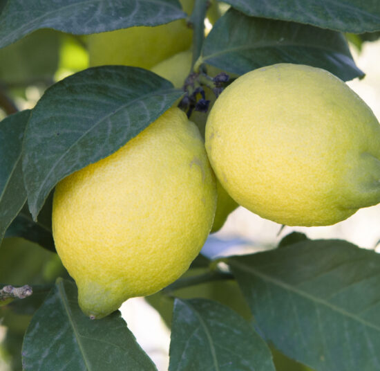 Mixed Fruit Pack 6- Oranges, Mandarins, Lemons, Grapefruit, Kaki and Avocados