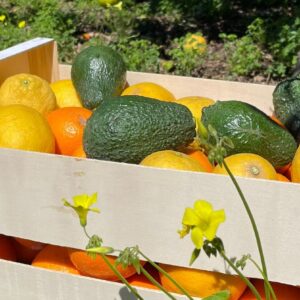 Mixed Fruit Pack 7 - Oranges, Mandarins, Lemons, Grapefruit, Pomegranate and Avocados