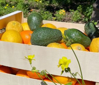 Mixed Fruit Pack 7 - Oranges, Mandarins, Lemons, Grapefruit, Pomegranate and Avocados
