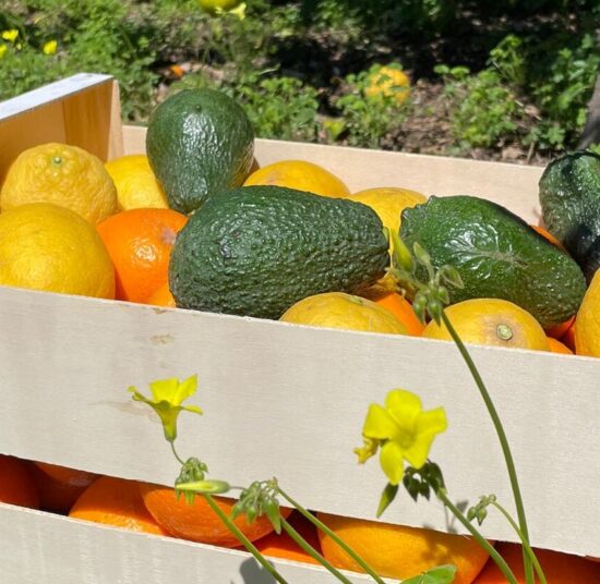 Mixed Fruit Pack 7 - Oranges, Mandarins, Lemons, Grapefruit, Pomegranate and Avocados