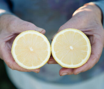 Mixed Fruit Pack 6- Oranges, Mandarins, Lemons, Grapefruit, Kaki and Avocados