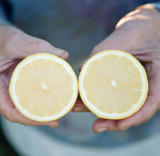 Mixed Fruit Pack 6- Oranges, Mandarins, Lemons, Grapefruit, Kaki and Avocados