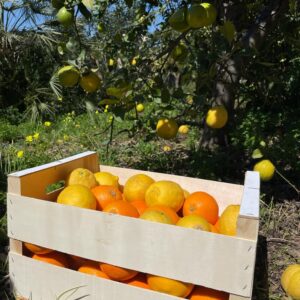 Mixed Fruit Pack 3- Oranges and Lemons