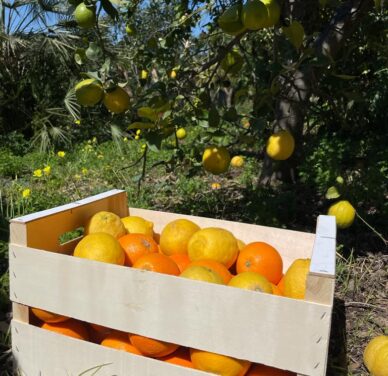 Mixed Fruit Pack 3- Oranges and Lemons