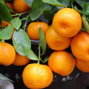 Mandarin- Clemenvilla  variety - Per kg