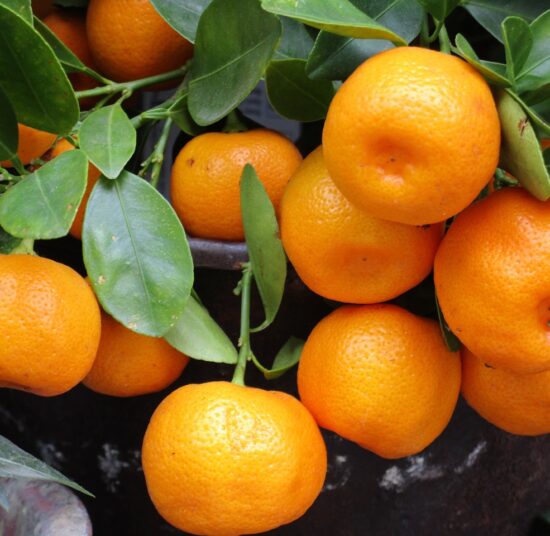 Mandarin- Marisol  variety - Per kg