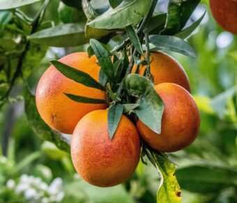Blood Orange