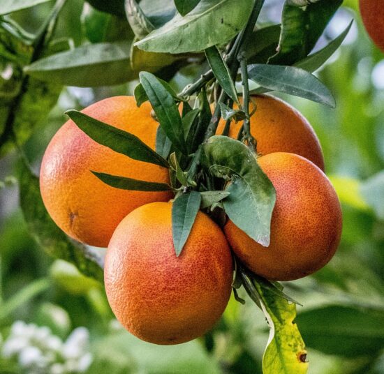 Blood Orange