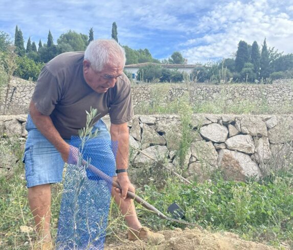 Eduardo planting an olive tree by a stone wall